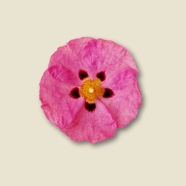 Dynamik Plus Cistus Immun 14 Shots
