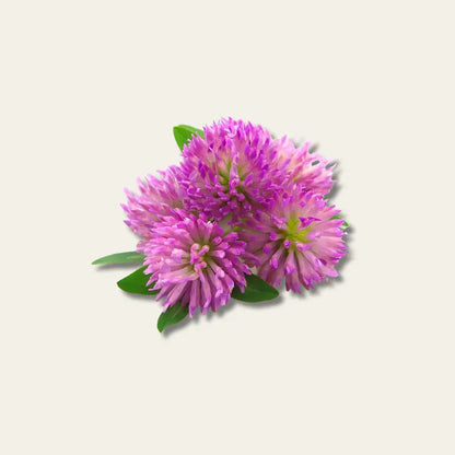 Dynamik Plus Feminin Forte 60 vegane Kapseln